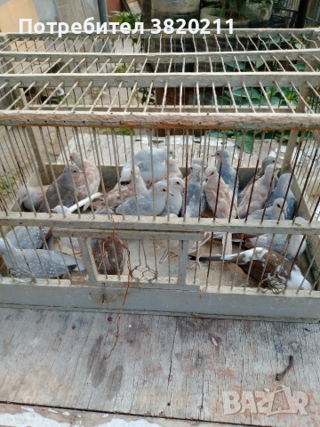 Продавам диамантени гургулици