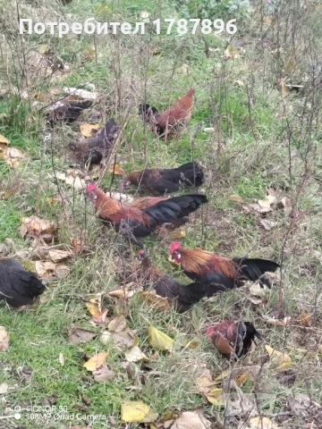 Продавам декоративни кокошки 