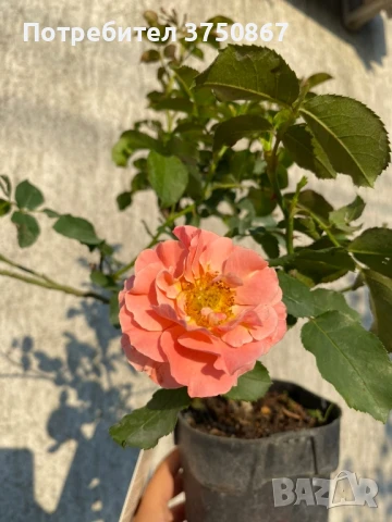 🌹 РОЗА 🌹 MARIE CURIE® Meilomit 🌹 , снимка 7 - Градински цветя и растения - 51162813