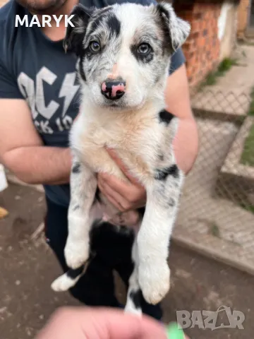 Бордър Коли , снимка 1