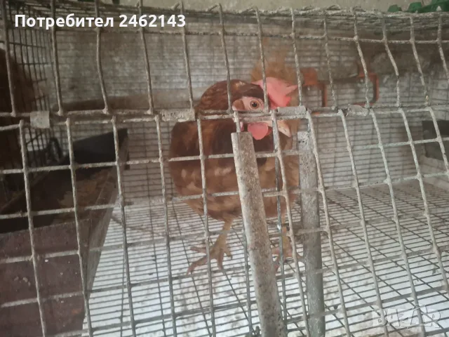 Пподавам носачки Леман Браун , снимка 3 - Кокошки и пуйки - 56229827