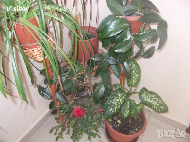 Fujifilm Finepix JX250   14МРх, снимка 15 - Фотоапарати - 52545285