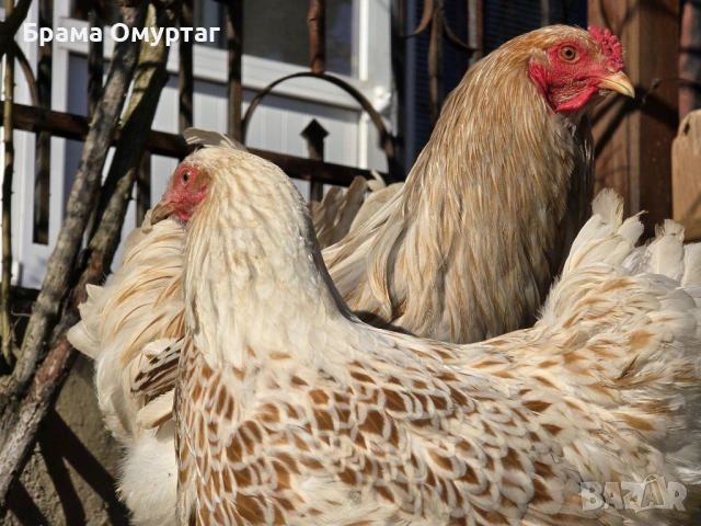 Продавам разплодни яйца от Бяло златна Брама [White gold Brahma], снимка 13 - Кокошки и пуйки - 53811702