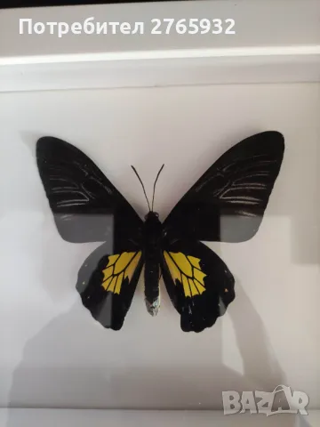Истински Пеперуди в рамка, снимка 10 - Декорация за дома - 49843881