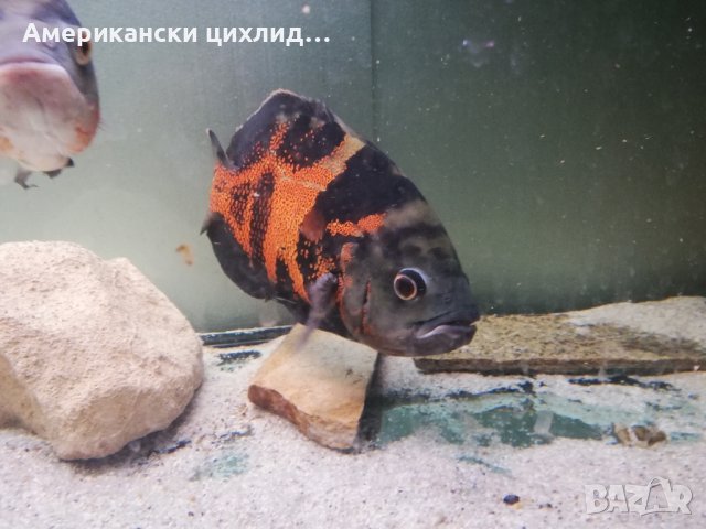 Астронотус (Оскар) , снимка 2 - Рибки - 42679220