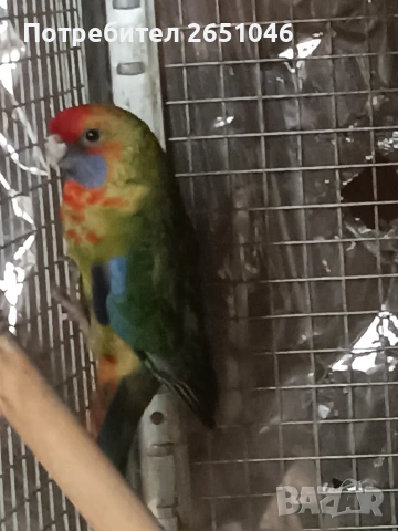 Розели, снимка 4 - Папагали - 53596887