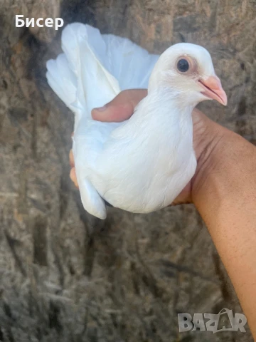 Търговишки гълъби