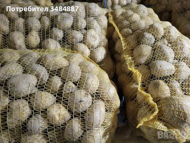 Продавам едър жълт картоф сорт Сорая , снимка 3 - Други - 55825595