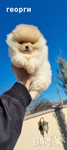 Померан, снимка 2 - Померан - 35756615