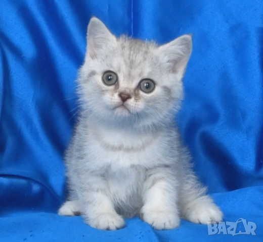 Британски късокосмести котата, снимка 5 - Британска късокосместа - 52373949