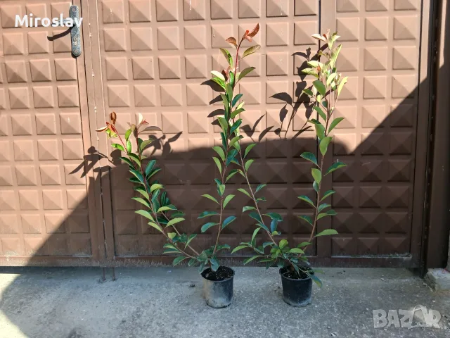Фотиния-(Photinia Red Robin)60-70см, снимка 11 - Градински цветя и растения - 33103700