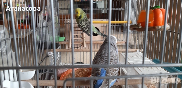 Социални изложбени вълнисти папагали, двойка, снимка 7 - Папагали - 53130164