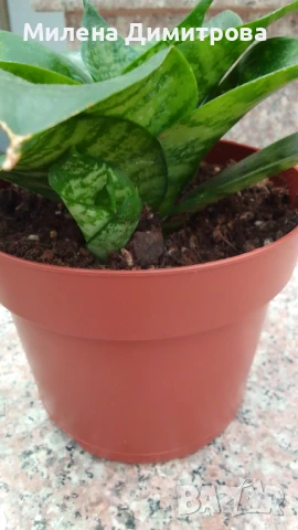 Сансевиера 2 вида / Sansevieria Hahnii/Sansevieria trifasciata  , снимка 10 - Стайни растения - 50819879