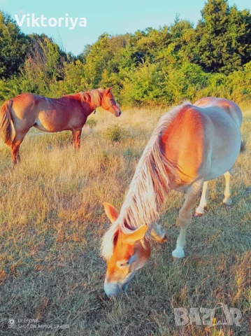 Селскостопански животни, кончета