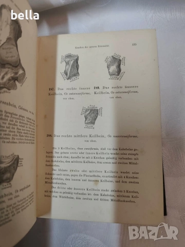 Антикварен медицински атлас по Анатомия (1875 г.) – Dr. Heitzmann, снимка 10 - Антикварни и старинни предмети - 53836569