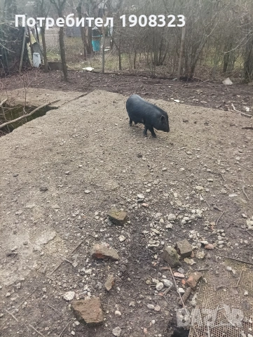 Виетнамско прасе, снимка 3 - Прасета - 53632667