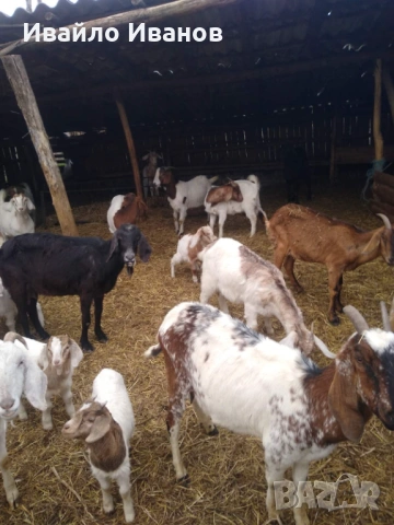 Продавам кози 20 броя, снимка 6 - Кози - 52027670