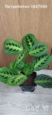 Маранта Lemon lime 