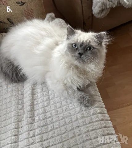 Мъжки котарак за Разплод