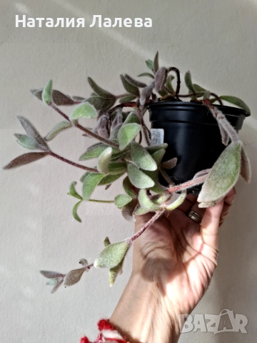 Каланхое, kalanchoe eriophylla, снимка 2 - Стайни растения - 53702290