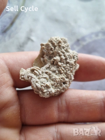 ✅ФОСИЛ НА МИДА ❗, снимка 3 - Колекции - 53431701