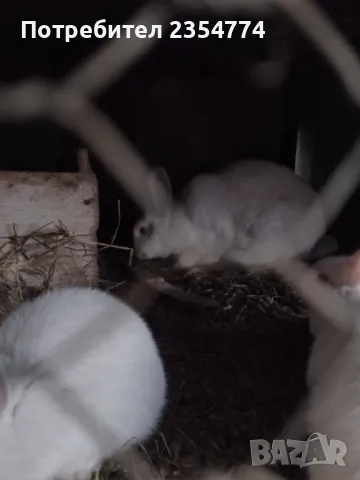 заици, снимка 10 - Други - 48870290