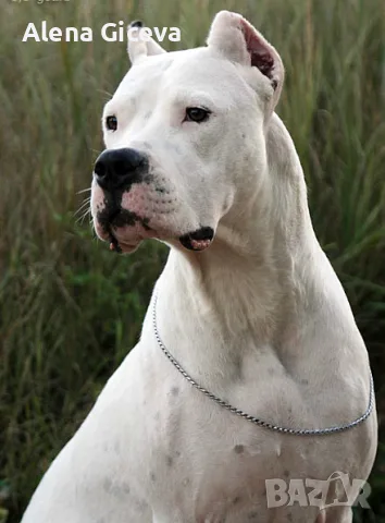 Argentinska doga, снимка 5 - Дого аржентино - 55838775