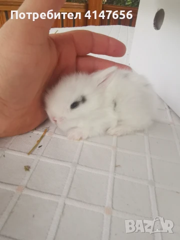 Декоративни мини зайчета, снимка 5 - Декоративни зайчета - 46431929