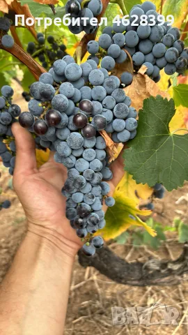 продавам винено грозде сорт мерло и кабарне