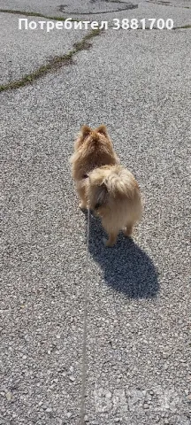 померанче мъжко на 6 месеца, снимка 1