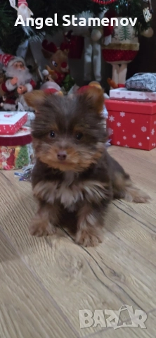 Йорки бивер мини шоколадово момченце!, снимка 3 - Йоркширски териер - 52827229