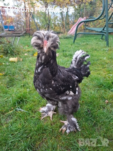 Струмски стандарт пилета , снимка 4 - Кокошки и пуйки - 52364804