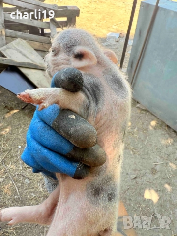 Виетнамски прасета, снимка 2 - Прасета - 52557800