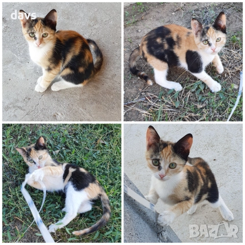 Малки котета – различни шарки
