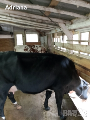 продавам две крави, снимка 4 - За селскостопански - 51999240