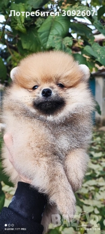померан момче, снимка 2 - Померан - 52531334