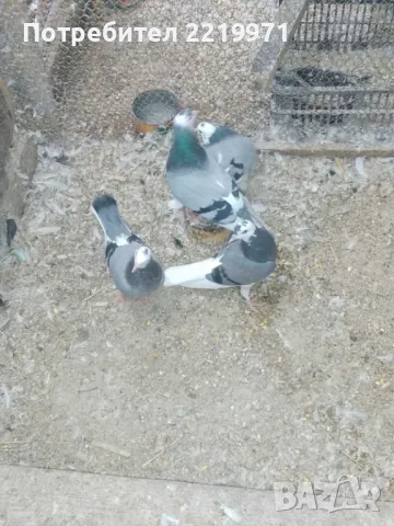 Продавам английски типлери  високо летачи, снимка 1