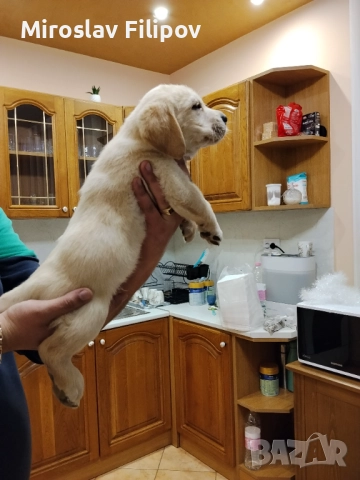 Лабрадор 3-мъжки 2-женски , снимка 7 - Лабрадор ретривър - 52869132