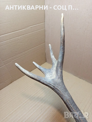 Стар Единичен Еленски Рог Рога Тегло 1.350кг. НОМЕР 707., снимка 4 - Антикварни и старинни предмети - 53500297