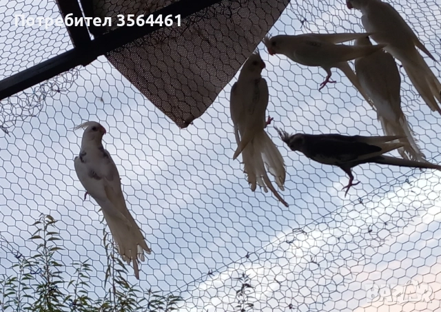 Корели: белолики "Албино" продавам , снимка 4 - Папагали - 52410976