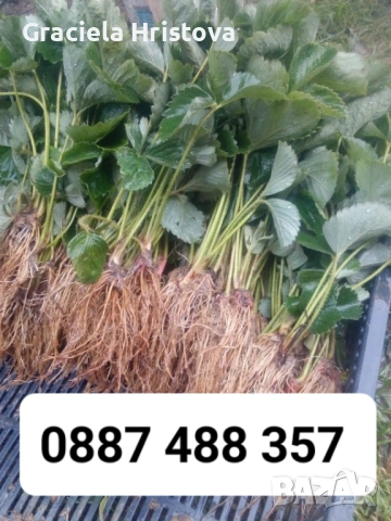 Продавам качествен разсад ягоди тел 0887 488 357 , снимка 8 - Градински цветя и растения - 53465590