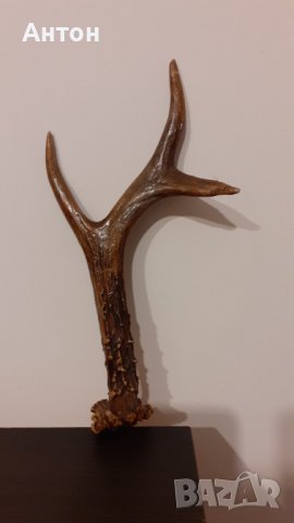 Красив Рог от сръндак.