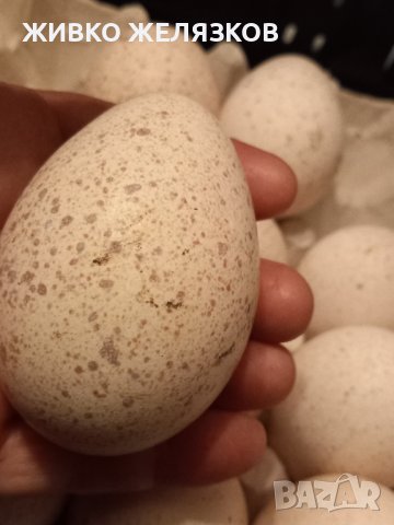 ПРОДАВАМ МЛАДИ ПУЙКИ И ПУЯЦИ, снимка 14 - Кокошки и пуйки - 32564308