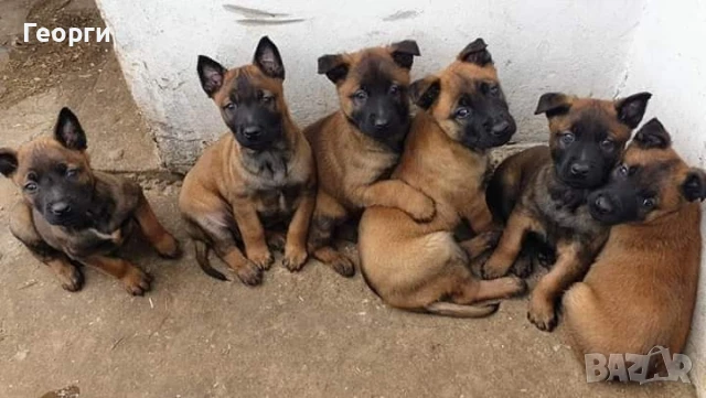 Чистокръвни Белгийски овчарки-Малиноа , снимка 3 - Белгийска овчарка - 51255968