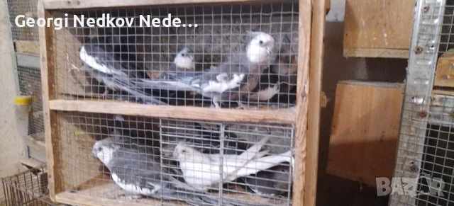 Продавам корели, снимка 3 - Папагали - 50595377