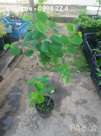 Амеланхиер -Amelanchier, снимка 5 - Разсади - 47992355