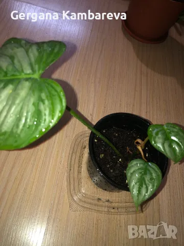 Philodendron Sodiroi , снимка 2 - Стайни растения - 47539655