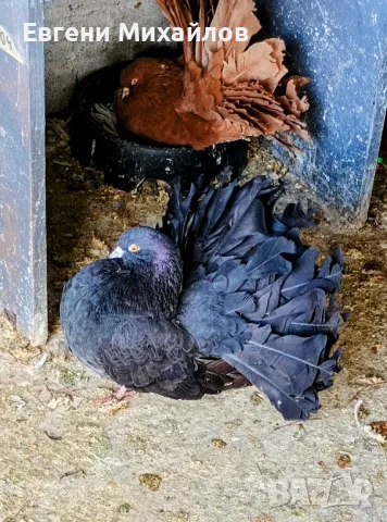 Гълъби Фенерлии , снимка 2 - Гълъби - 50297872