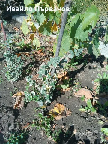 Японски чашкодрян, Euonymus japonicus, снимка 14 - Градински цветя и растения - 29283061