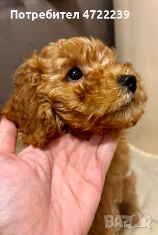 Среден женски пудел априкот, снимка 4 - Пудели - 53263028